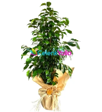 Benji Tropic Saksı Çiçeği